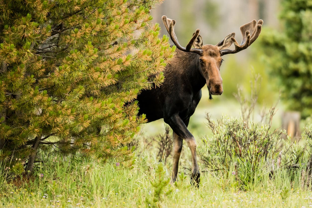 A bull moose walks through the Kawuneeche Valley in color